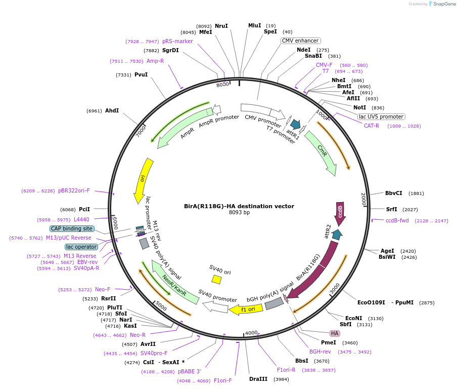 53581-plasmid-map-sequence-id-242038