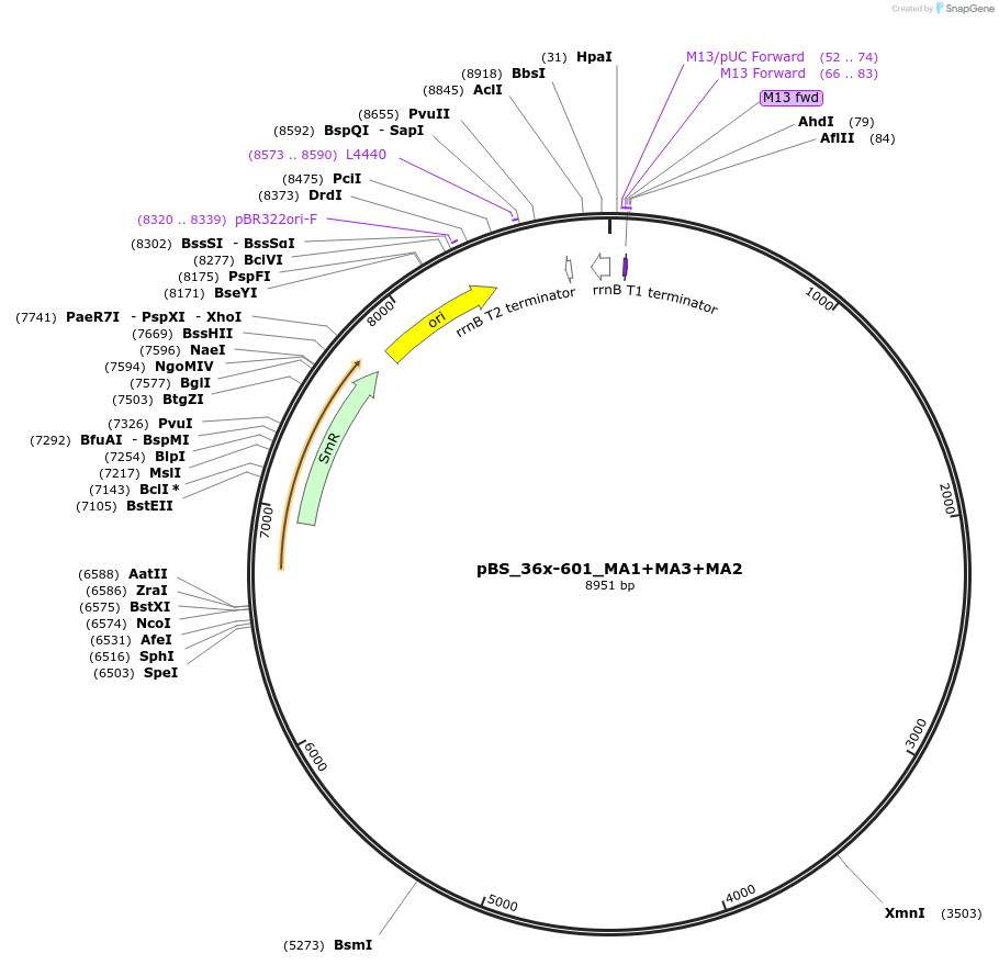 114364-plasmid-map-sequence-id-242043