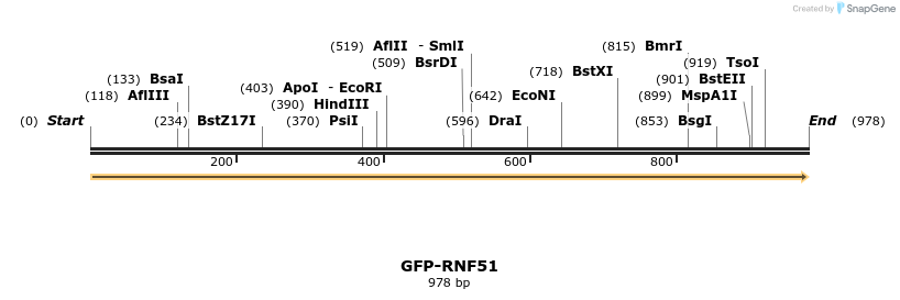 242051_map