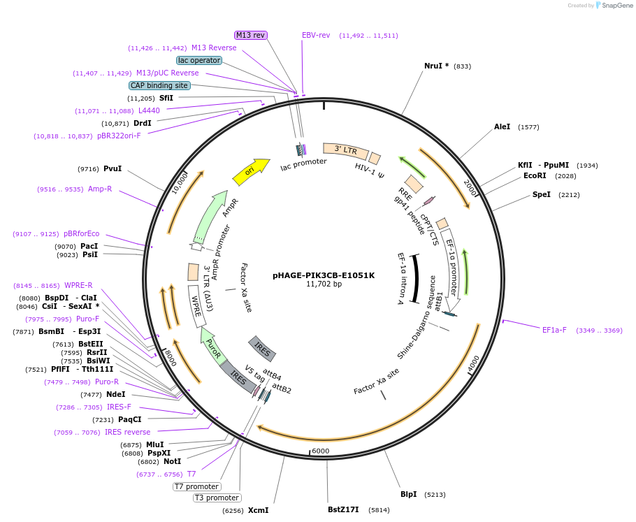 116553-plasmid-map-sequence-id-242063