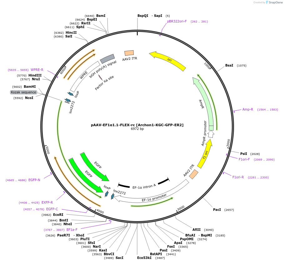 115891-plasmid-map-sequence-id-242072