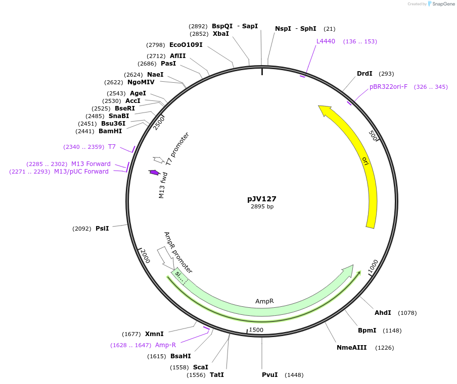124251-plasmid-map-sequence-id-242078