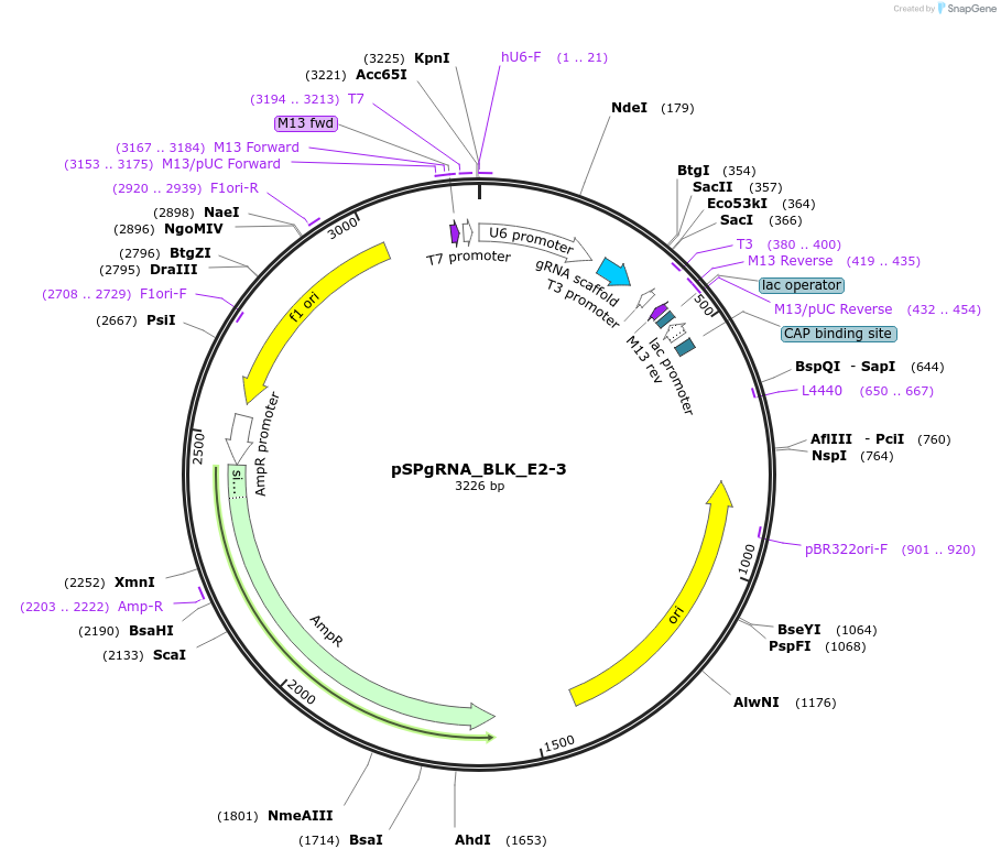 124476-plasmid-map-sequence-id-242158