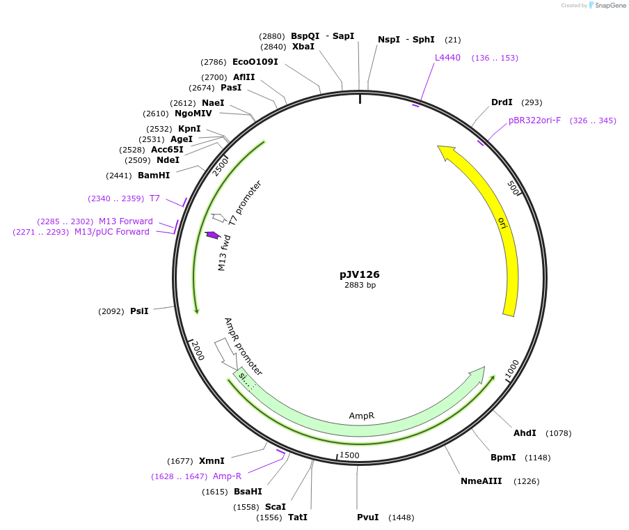124250-plasmid-map-sequence-id-242199