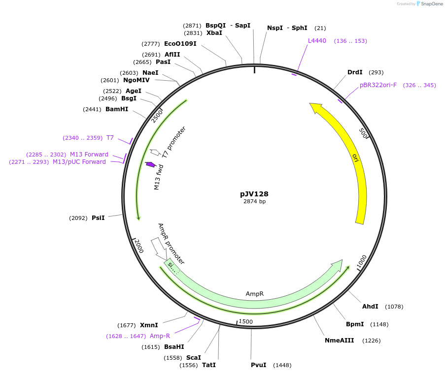 124252-plasmid-map-sequence-id-242223