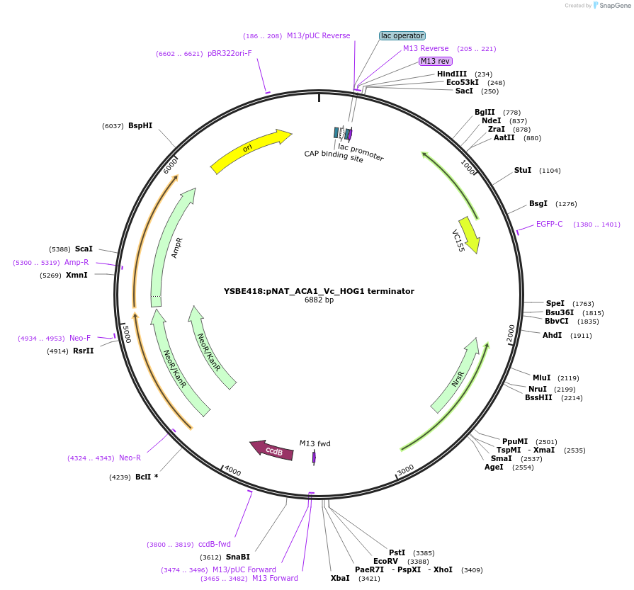 122700-plasmid-map-sequence-id-242239