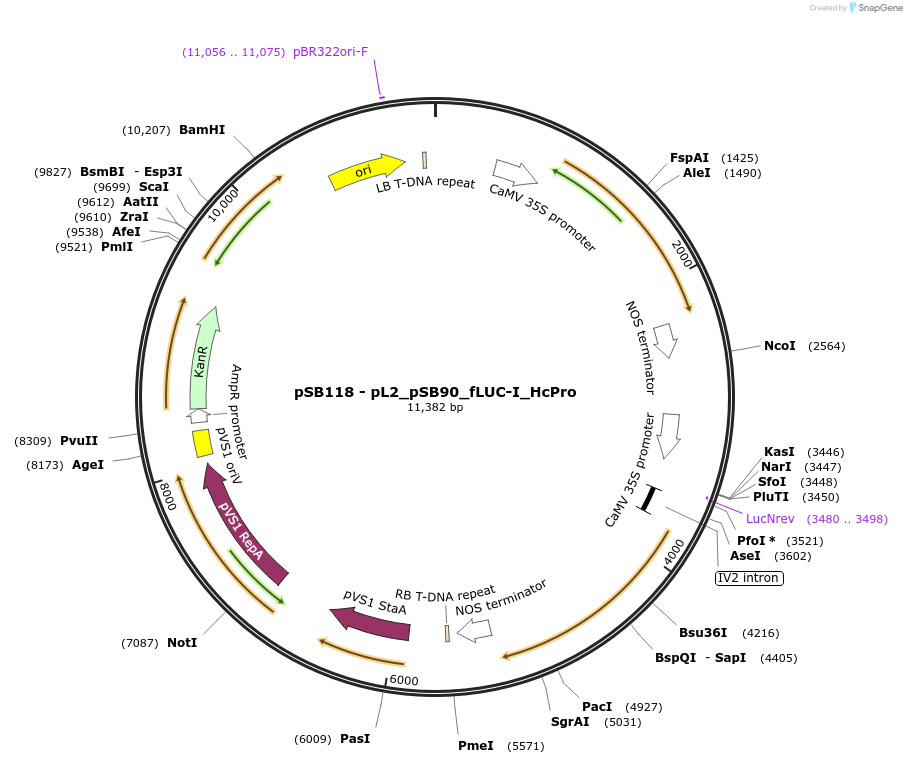 123193-plasmid-map-sequence-id-242243