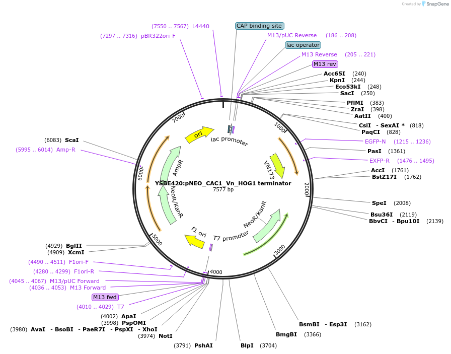 122701-plasmid-map-sequence-id-242245