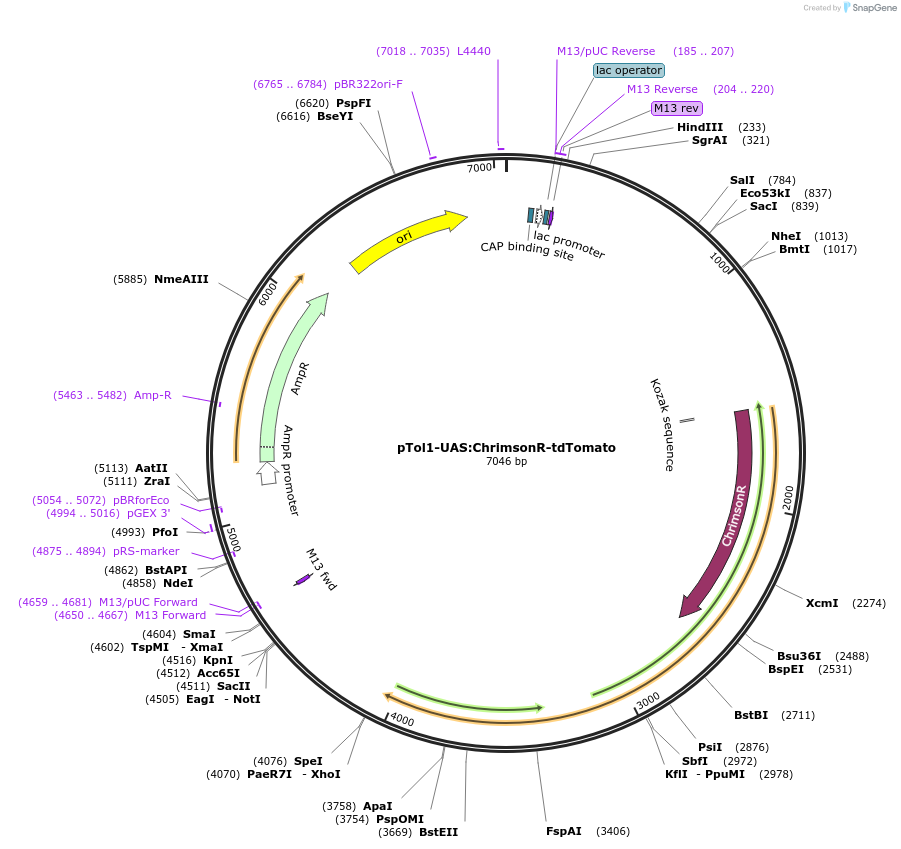 124231-plasmid-map-sequence-id-242262