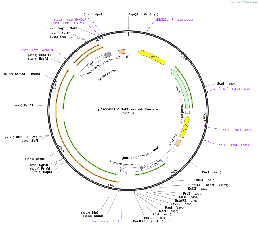 122099-plasmid-map-sequence-id-242263