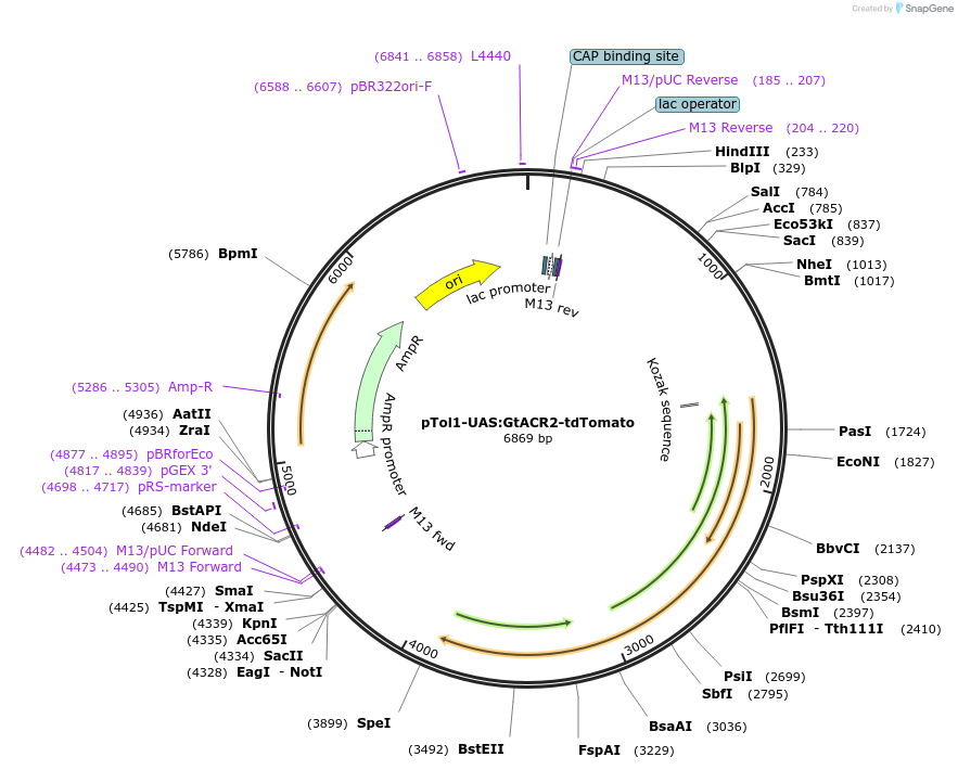 124236-plasmid-map-sequence-id-242264
