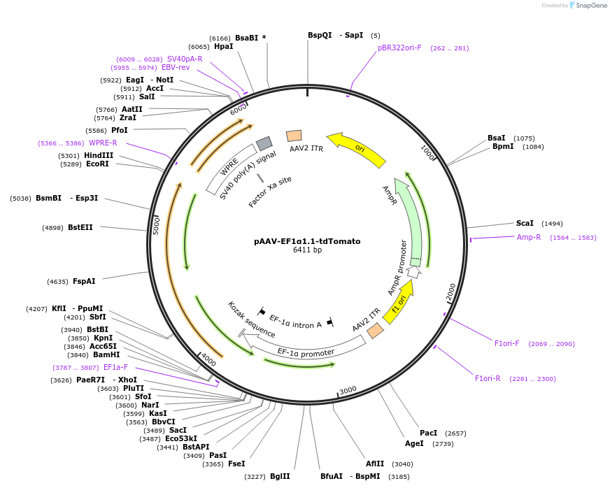 122101-plasmid-map-sequence-id-242265