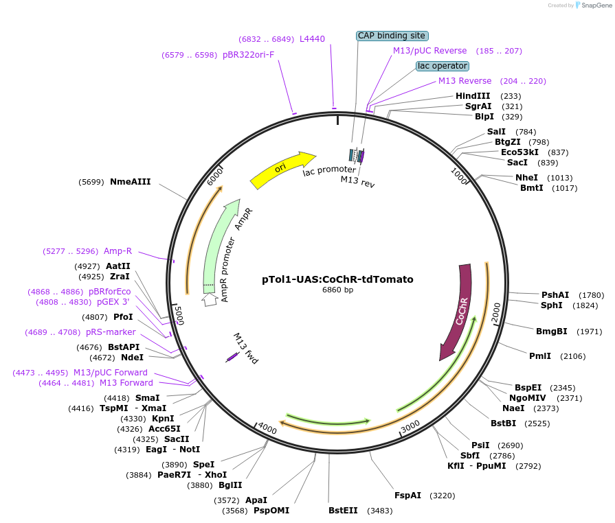 124233-plasmid-map-sequence-id-242266