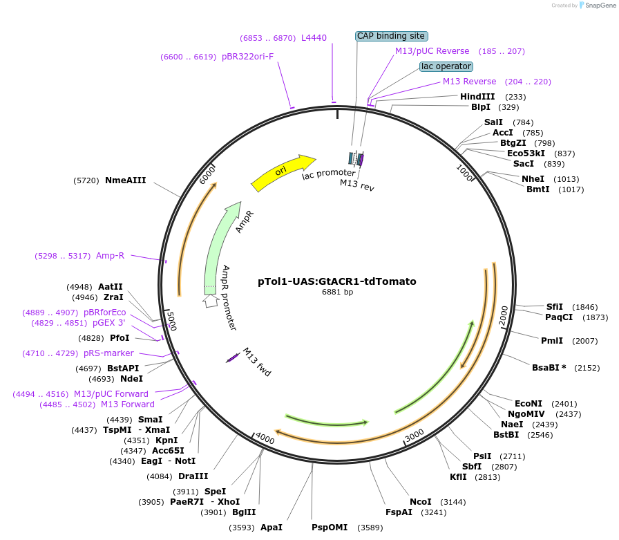 124235-plasmid-map-sequence-id-242269