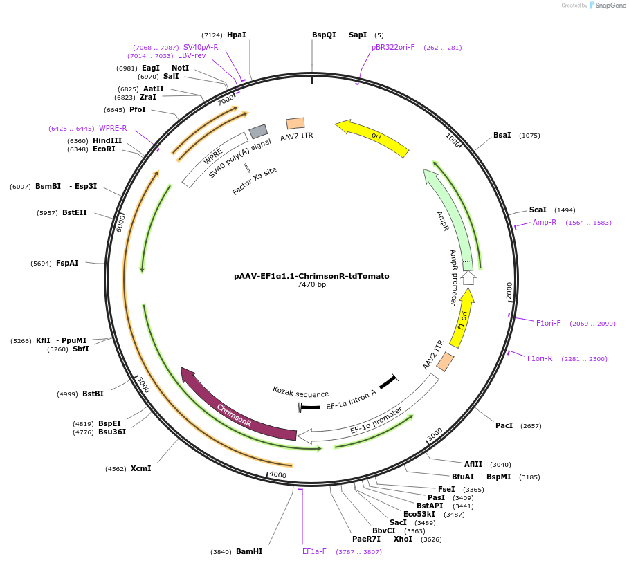122064-plasmid-map-sequence-id-242270