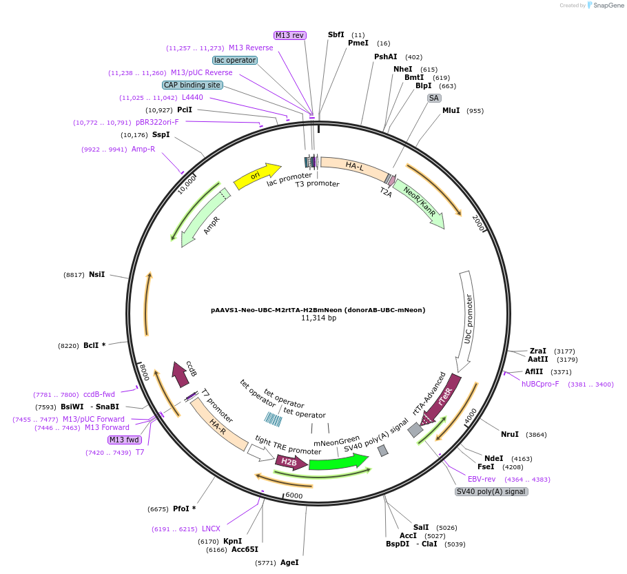 85800-plasmid-map-sequence-id-242272