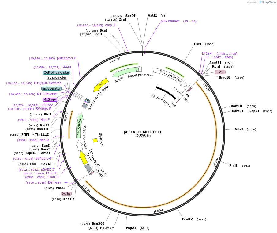 124081-plasmid-map-sequence-id-242273
