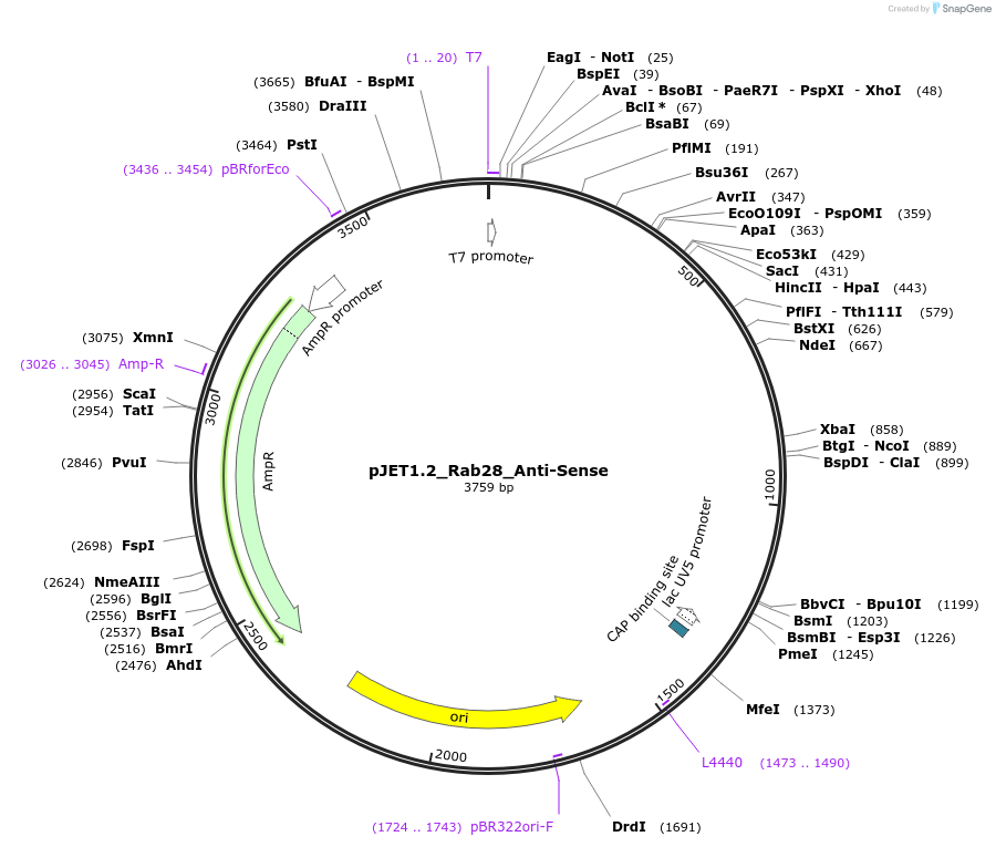 124442-plasmid-map-sequence-id-242275