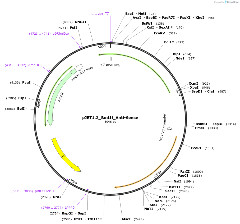 124444-plasmid-map-sequence-id-242278