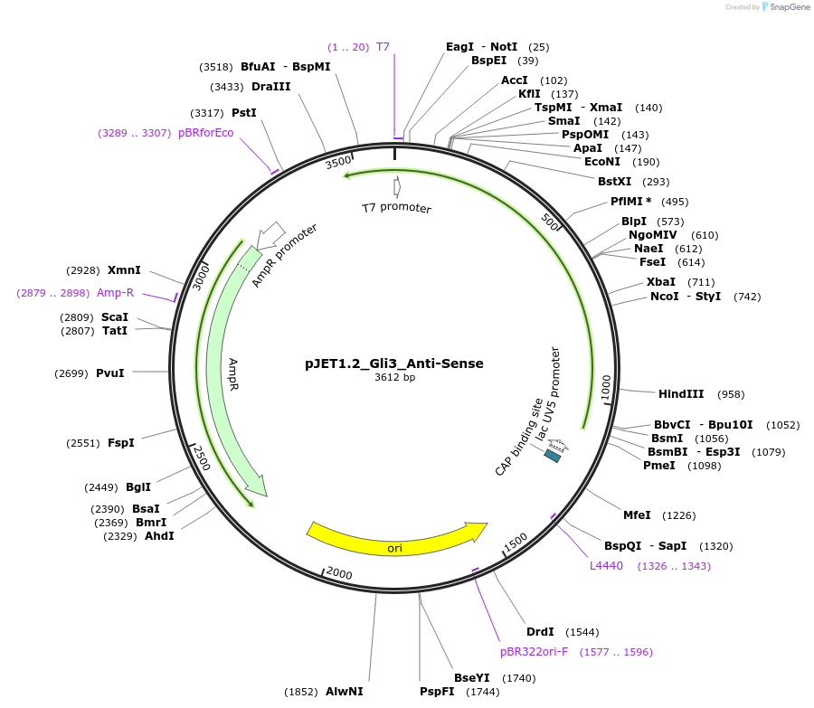 124440-plasmid-map-sequence-id-242279