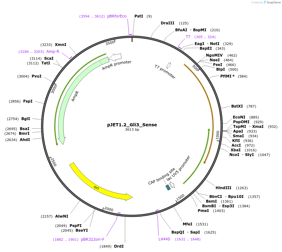 124439-plasmid-map-sequence-id-242280