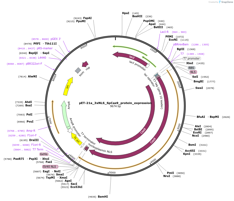 114365-plasmid-map-sequence-id-242290