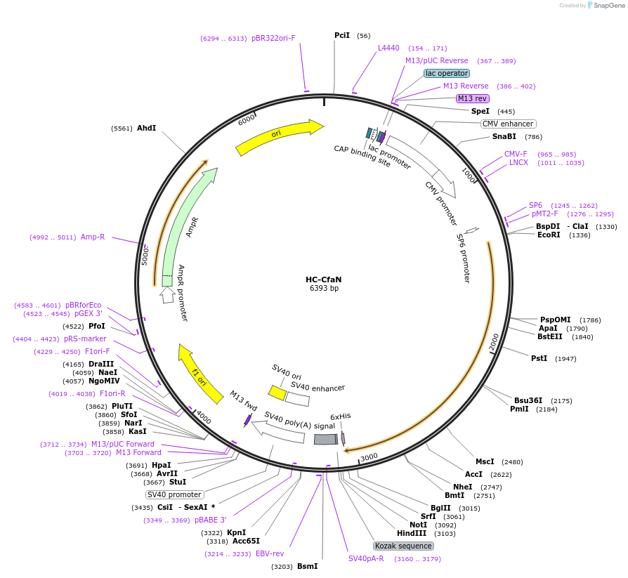 122951-plasmid-map-sequence-id-242292