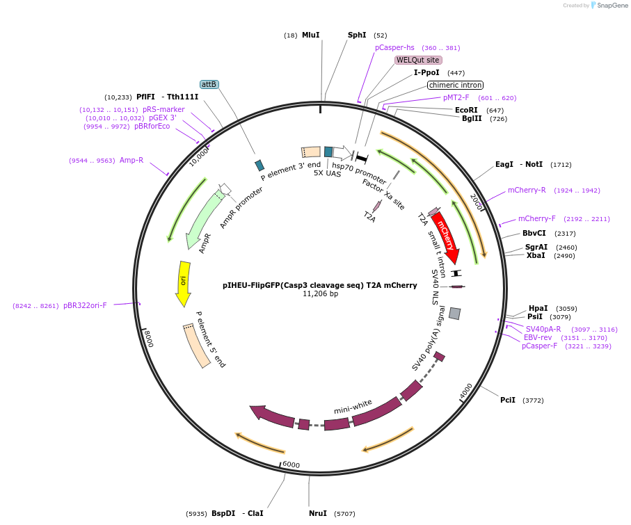 124434-plasmid-map-sequence-id-242294
