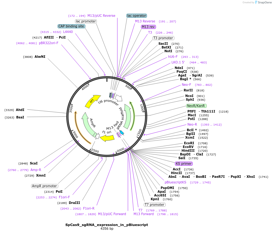 122089-plasmid-map-sequence-id-242295
