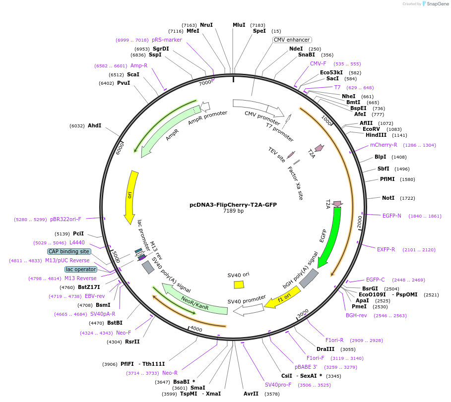 124436-plasmid-map-sequence-id-242298