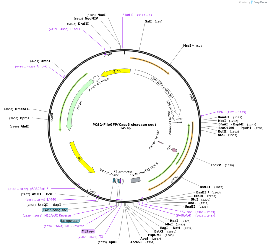 124432-plasmid-map-sequence-id-242300
