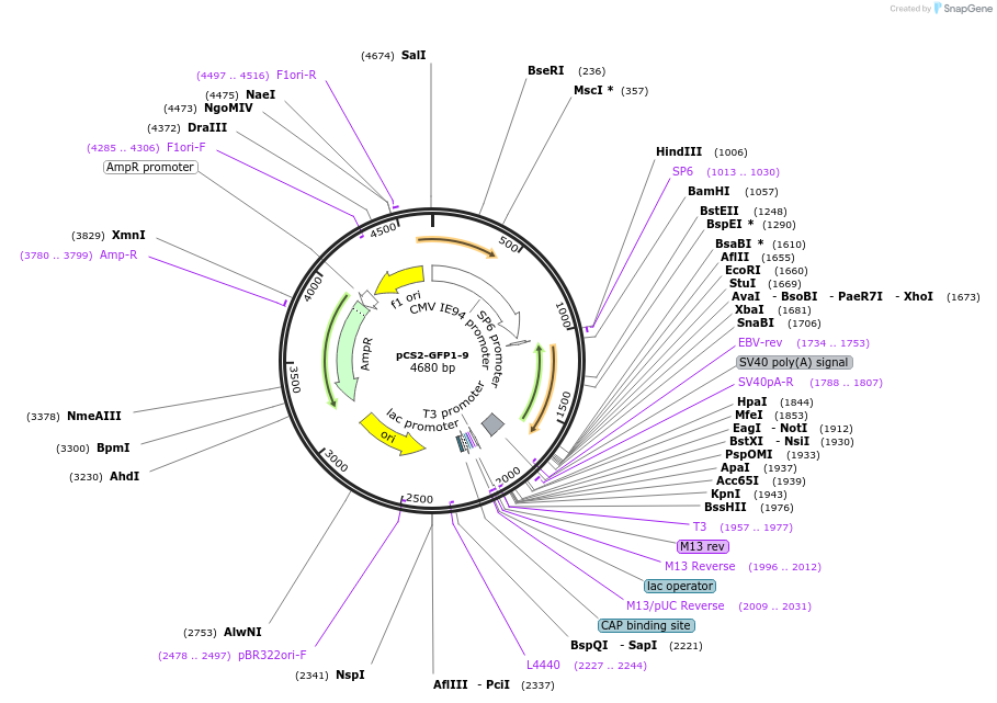 124433-plasmid-map-sequence-id-242302
