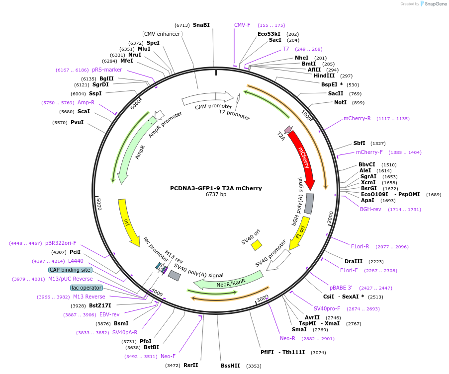 124430-plasmid-map-sequence-id-242305