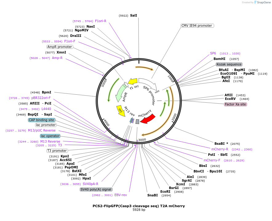 124431-plasmid-map-sequence-id-242306