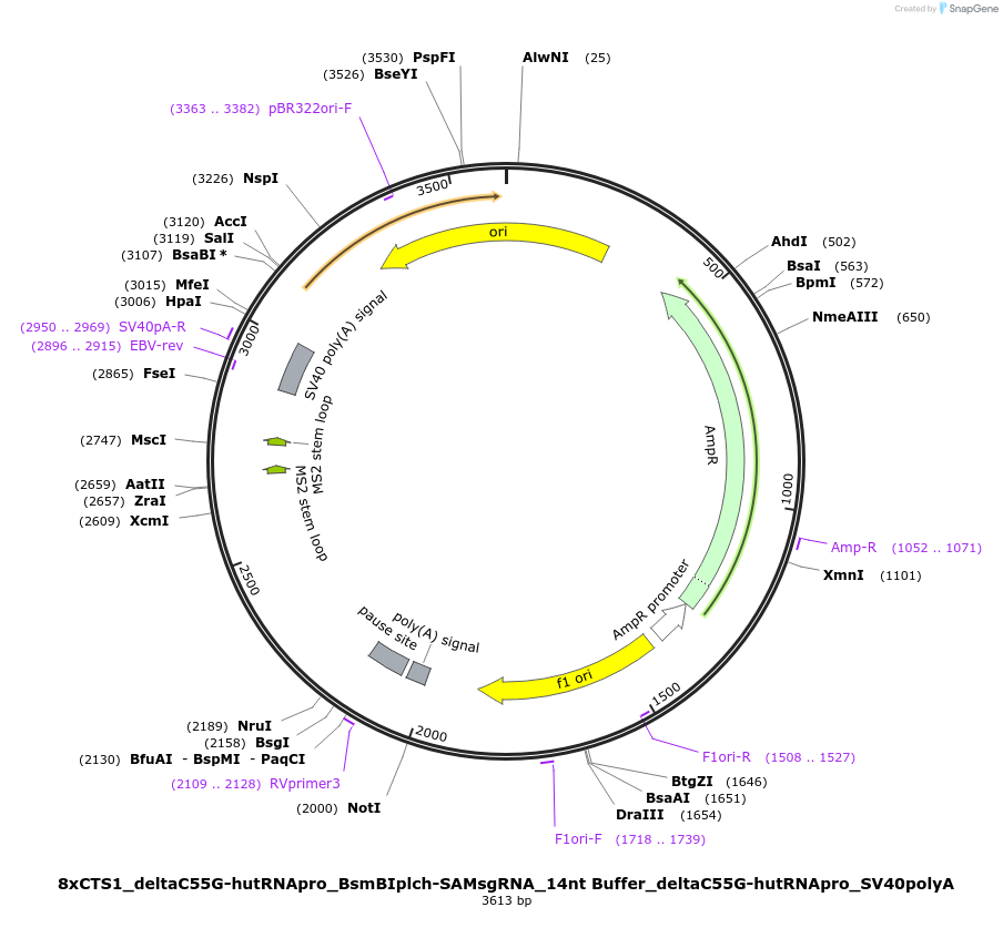 124537-plasmid-map-sequence-id-242309