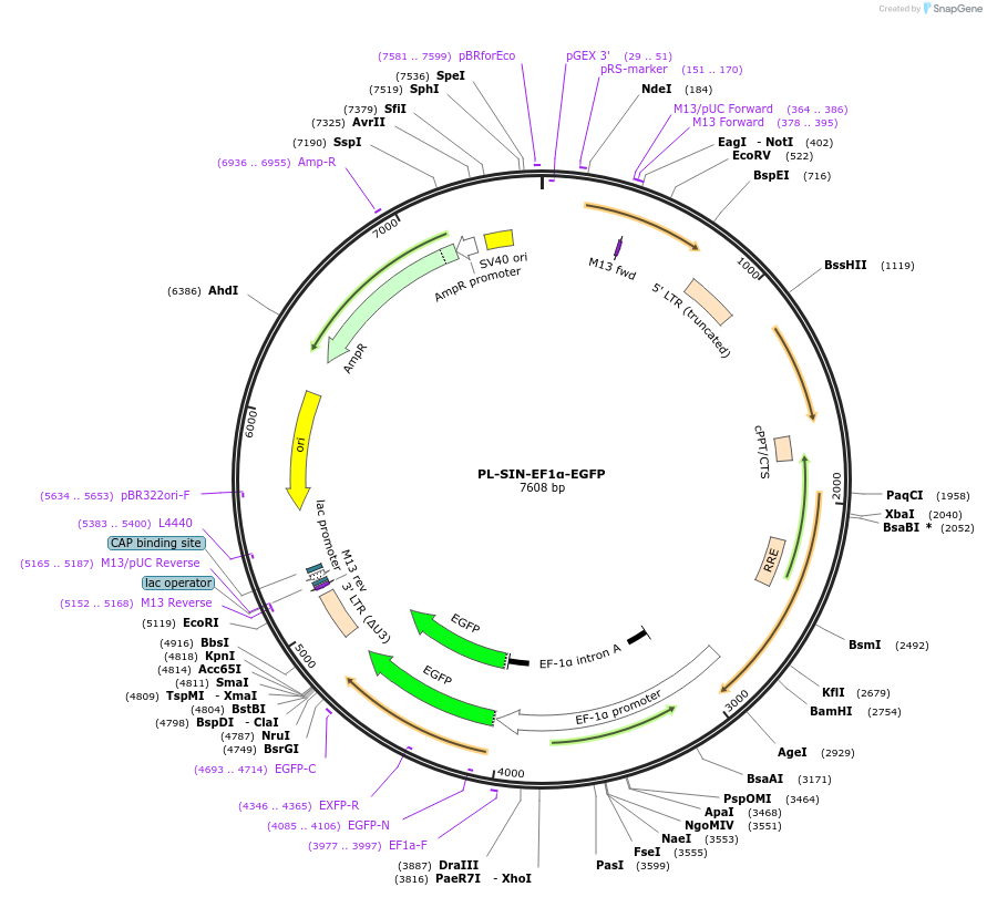 21320-plasmid-map-sequence-id-242310