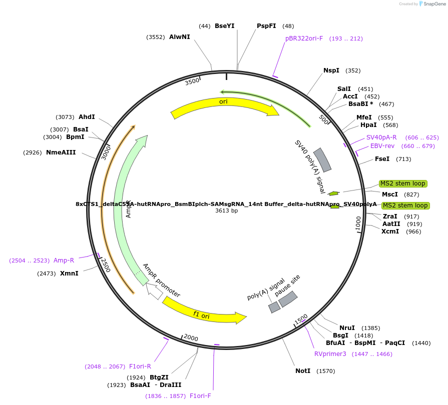 124539-plasmid-map-sequence-id-242319