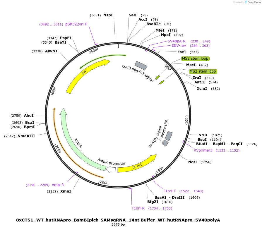 124541-plasmid-map-sequence-id-242326