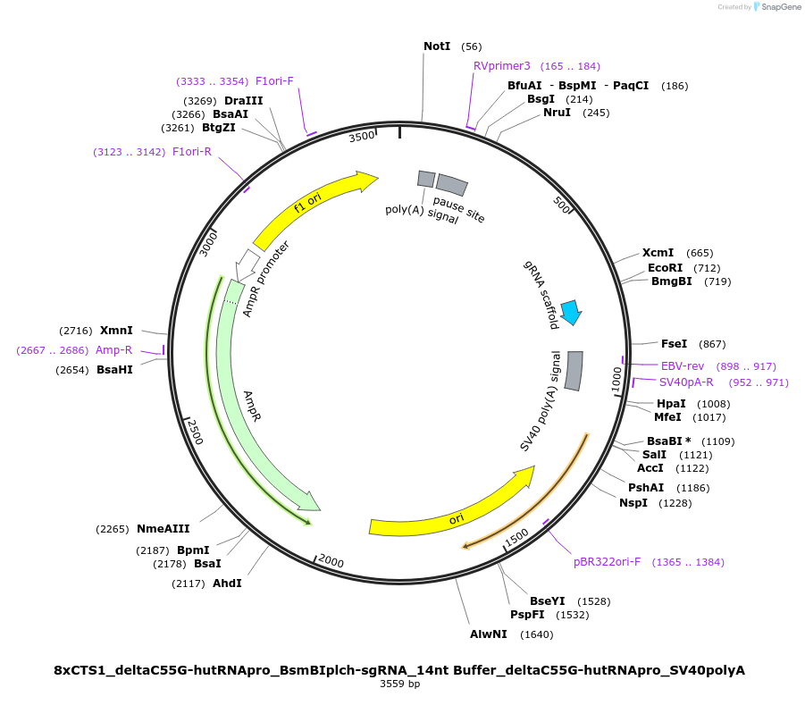 124542-plasmid-map-sequence-id-242329