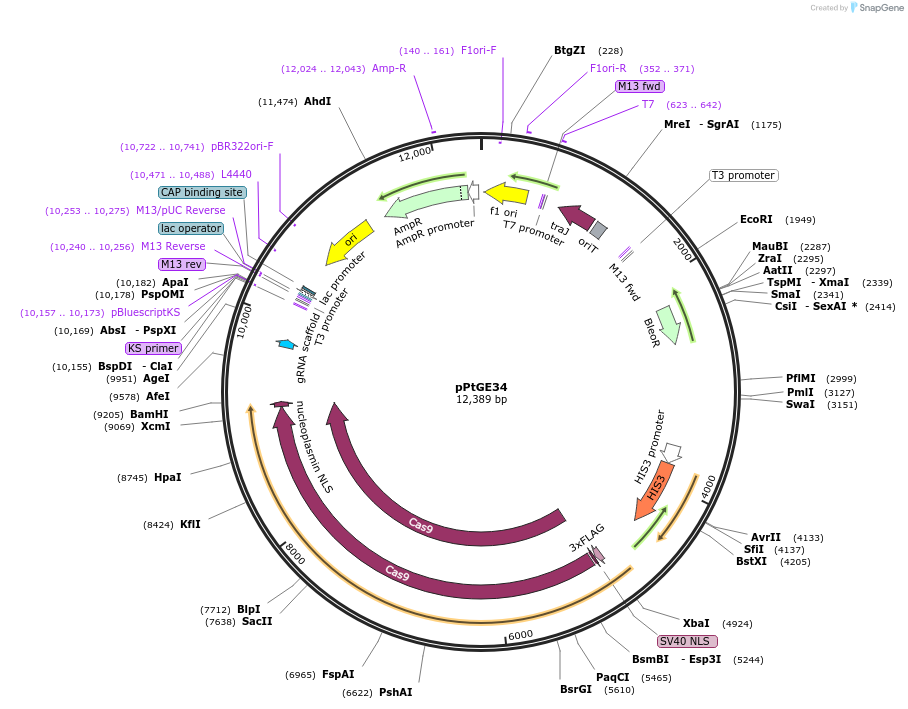 107932-plasmid-map-sequence-id-242338
