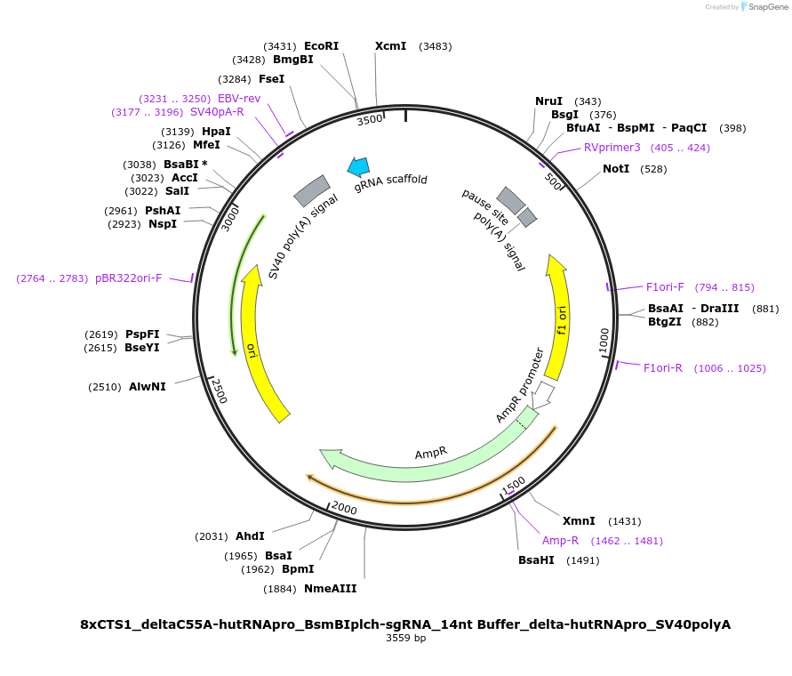 124544-plasmid-map-sequence-id-242339