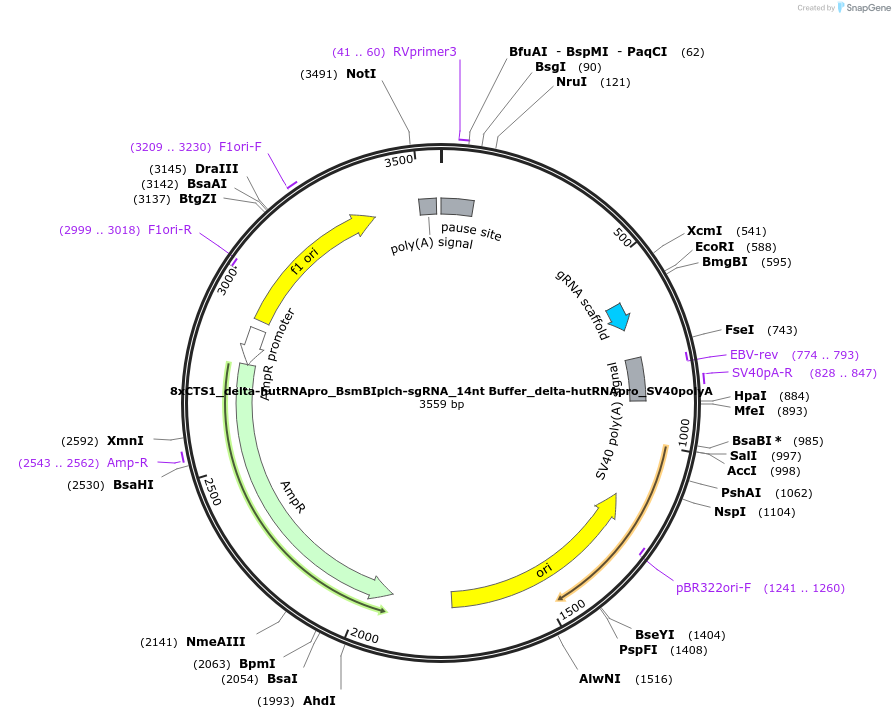 124545-plasmid-map-sequence-id-242341