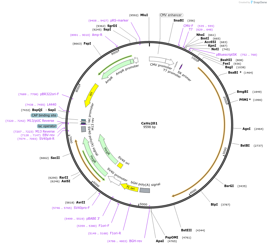 26575-plasmid-map-sequence-id-242348