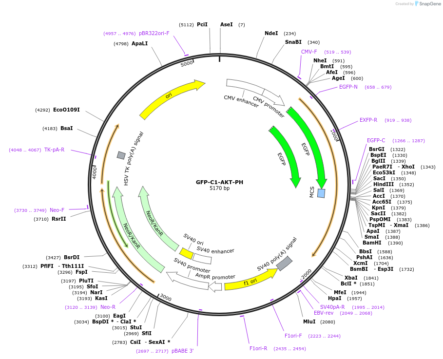 21218-plasmid-map-sequence-id-242350