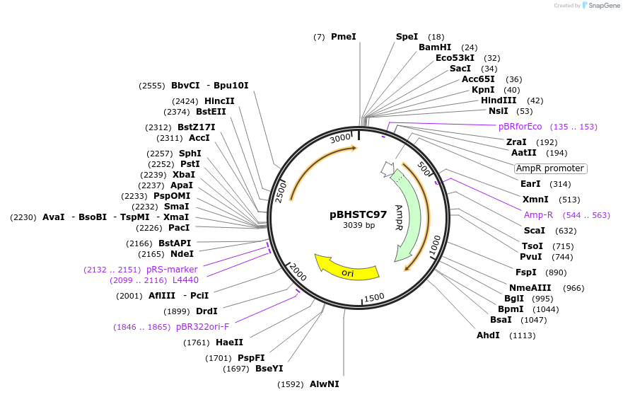 124352-plasmid-map-sequence-id-242354