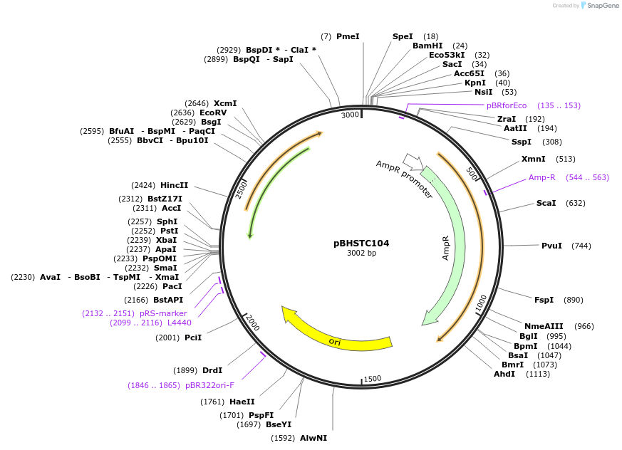 124356-plasmid-map-sequence-id-242355