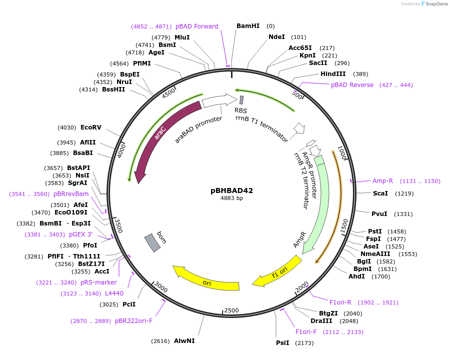 124359-plasmid-map-sequence-id-242356