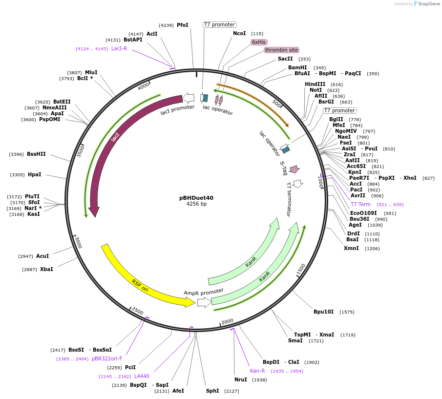 124358-plasmid-map-sequence-id-242357