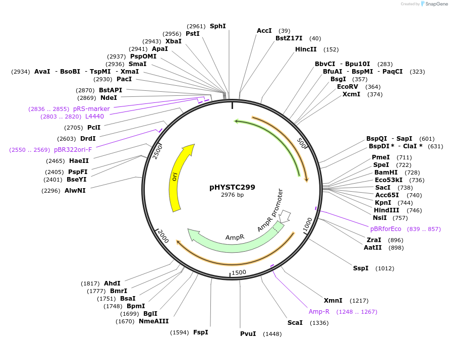 124354-plasmid-map-sequence-id-242360