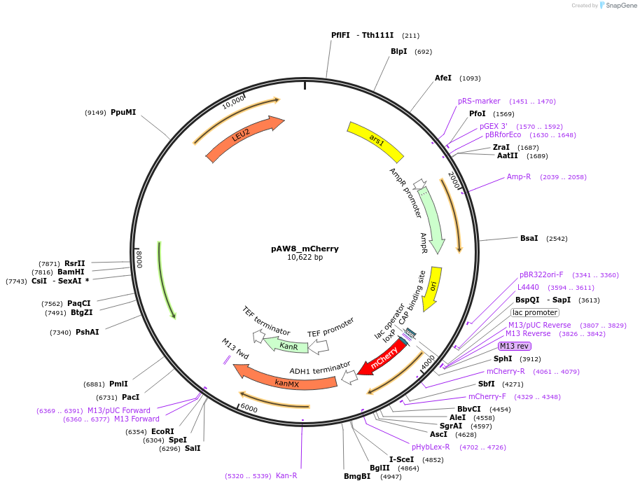 110238-plasmid-map-sequence-id-242375